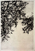 Matthieu ASTOUX- gravure noir et blanc ou noir et bleu sur commande 129X85cm, Galerie Gabel- Biot-Côte d'Azur