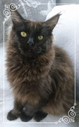 Maine Coon Katze 