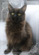 Maine Coon Rheinland Pfalz