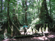 Balade en forêt primaire