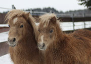 Schwester und Bruder