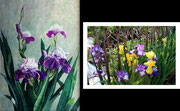 仲佐博子　左：「ジャーマンアイリス」P50 水彩　右写真：2020年５月庭で開花中のジャーマンアイリス