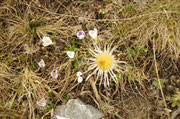 Carlina bianca e crocus