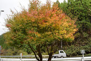2015年11月15日（日）、倉吉教会への交換交換に朝向かう途中。倉吉まであと45分位の峠での秋。