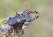 Hirschkäfer Männchen (Foto: C. Bosch LBV-Bildarchiv)