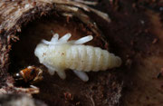 Blauvioletter Scheibenbock (Foto: H. Fünfstück LBV-Bildarchiv)