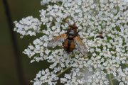 Igelfliege (Foto: Dr. E. Pfeuffer LBV-Bildarchiv)