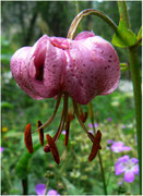 Lys martagon