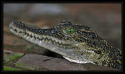 Junges Krokodil  aufgenommen in Vietnam  Pentax K20  DA 300mm 4.0