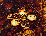 Heidberg. Kleinwuchs 1, 2015, Öl auf Leinwand, 40 x 50 cm