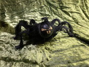 Spinne