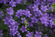 Bouquet de fleurs violettes