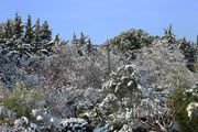 Neige alentour vue depuis le jardin - 12/02/12
