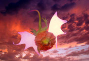 Le dragon en vol