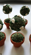 Rosen Busch Cakepops