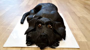 Riesenschnauzer Torte