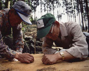 落ちた樅の木上部の年輪を数え、樹齢による治療方法を樹医と共に検討。