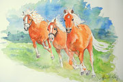 3 junge Haflinger