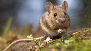 Muis