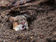 Woelmuis