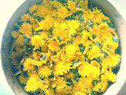 fleurs de pissenlit ( préparation confit de pétales) 