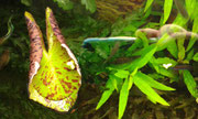 Nymphae lotus - green, grüner Tiger Lotus treibt Schwimmblätter an der Wasseroberfläche