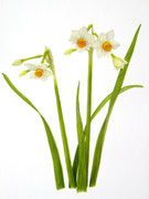 １２：二ホンスイセン