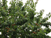 植えて１８年目の杏の木