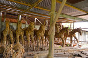 Driftwood horses bei Qualitätscheck