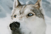 Auf der Gemmi im Winter 2002. Eines der besten Portraits von Timber.