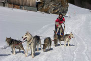 Im Gental auf der Strasse zum Engstlensee im Winter 2008, der letzte Winter, den Timber erlebte. Die ganze Strecke war für den 14jährigen zu weit, also fuhr er auf dem Schlitten mit.