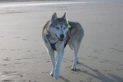 Der schönste Husky am schönsten Strand, Plague de la Palue auf der Halbinsel Crozon. Ein Geheimtipp für Wellenreiter und Husky-Strand-Training.
