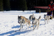 In Les Breuleux im Winter 2004. Der 11jährige Timber vorne rechts mit Ruskaja daneben, hinter ihm Sohn Urchin und Sina.