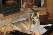 Im Körbchen vor dem Kamin in den letzen Wochen seines Lebens
