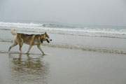 Fangis mit den Wellen in Quiberon