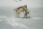 Gemmi 2002. Timber und Urchin toben wild herum auf dem Lämmerenboden