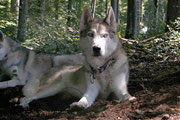 Ein Wolf im Wald