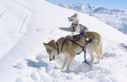 Auf der Furkastrasse im Winter 2004. In einer verdienten Pause hat Hund auch noch andere Interessen als arbeiten, zu Beispiel ein Schnee-Sonnen-Bad nehmen oder buddeln.