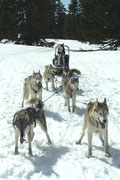 Mollendruz 2006. Der 13jährige Timber führt immer noch sein Team an, sein gleichaltriger Kollege Alaska fährt hinten auf dem Schlitten mit.