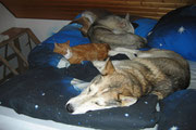 Timber, Urchin und Kater Mikesch dort, wo es am schönsten ist: im Bett