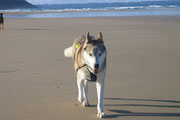 Am Plage de la Palue auf der Halbinsel Crozon kann Hund sich so richtig austoben, sofern Hund Timber heisst und auch ohne Leine keine Dummheiten anstellt