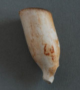 Gouda, ca 1695-1707, Teunis Willemsz. de Vink of Jan van der Vos