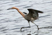 Reddish Egret; Blackpoint Wildlife Drive; Merrit Island; Florida