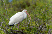 Ibis; Blackpoint Wildlife Drive; Merrit Island; Florida