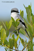 Loggerhead Shrike; Blackpoint Wildlife Drive; Merrit Island; Florida