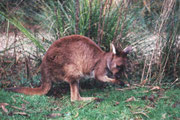 Känguru im ZOO von Melbourne