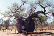 Der Prisontree nahe Derby kurz vor Beginn der Gibb River Road