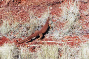 Ein Waran am HWY Rand in Western Australia