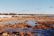 Die Stromatolithenkolonie (lebende Steine) in der westaustralischen Shark Bay (Hamelin Pool)