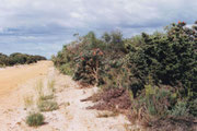 Wenige Kilometer nördlich von Perth, vollkommen andere Vegetation, für mich ein Erlebnis besonderer Art